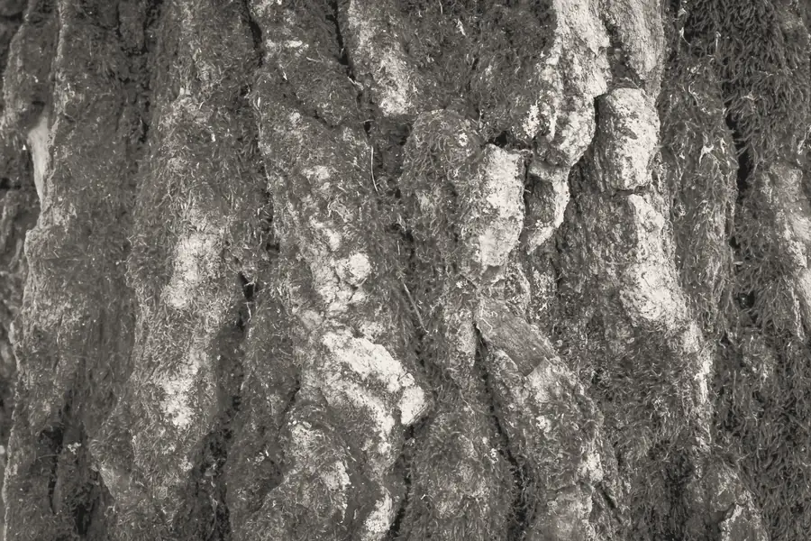 Close view of bark covered in moss.