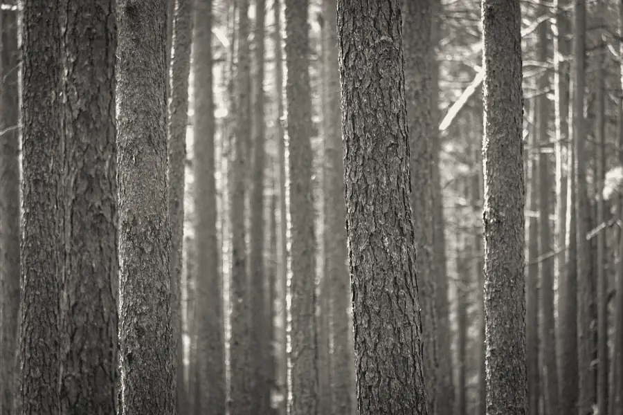Close view of tree trunks side by side.