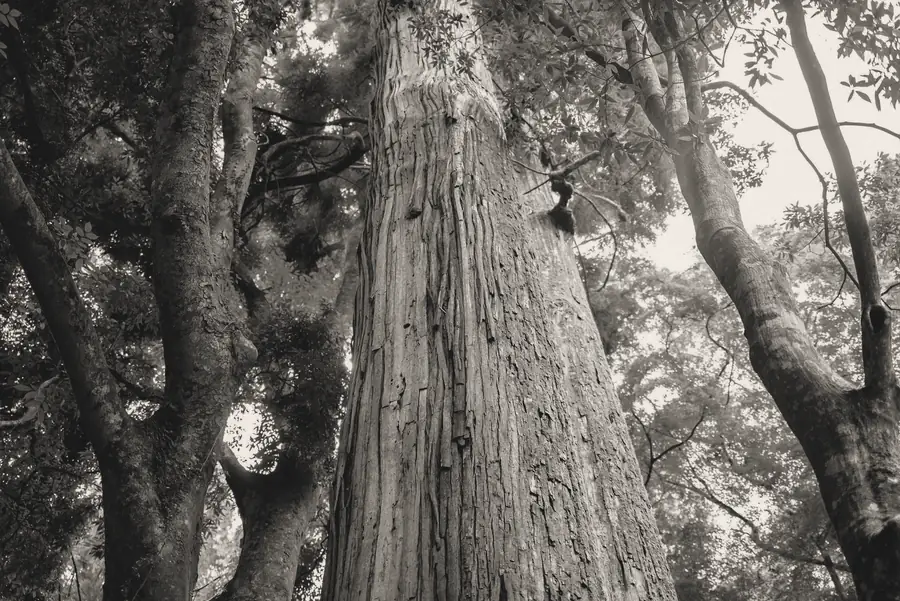 Sunlight on a pale cedar trunk.
