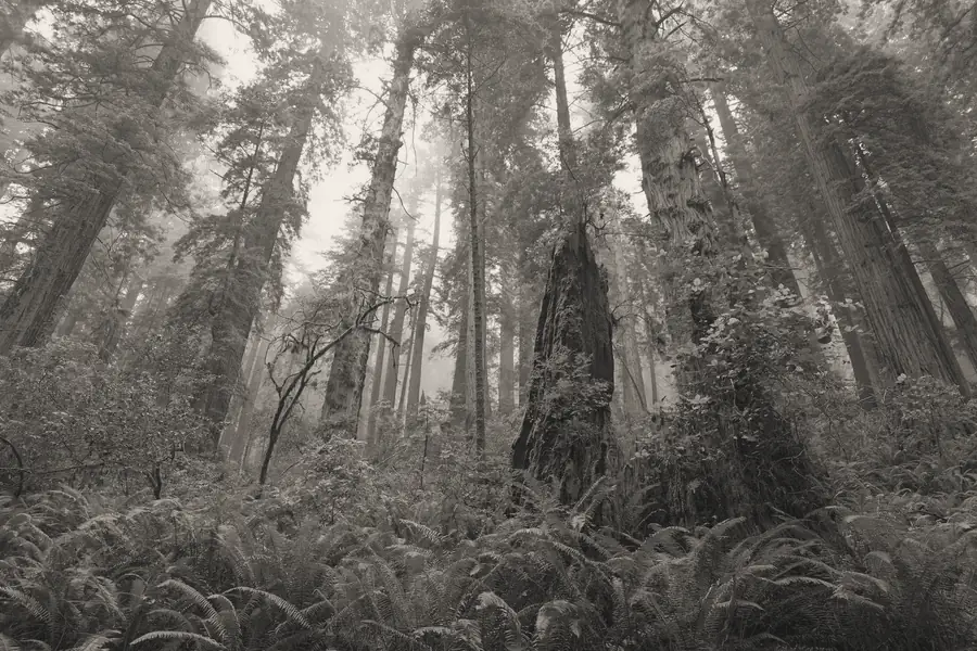 Redwoods disappearing upward into fog.