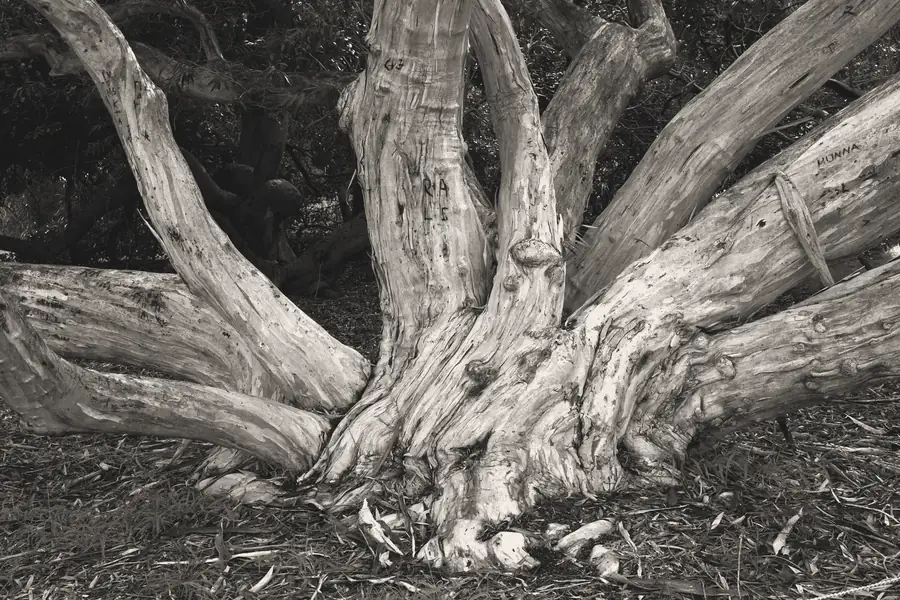 Pale roots spreading from the base of an old tree.