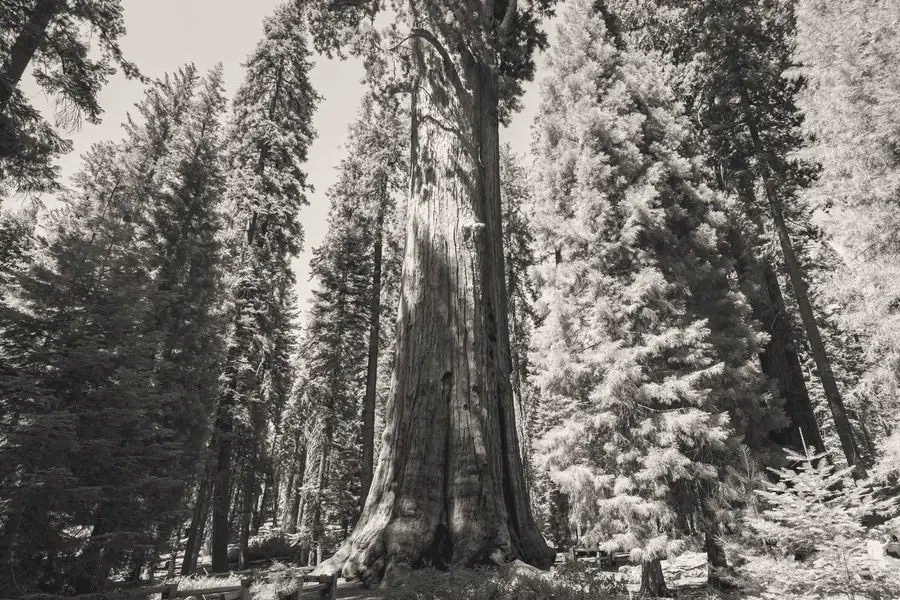 A giant sequoia standing among younger trees.